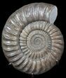 Paracoroniceras Ammonite On Metal Stand - England #62649-1